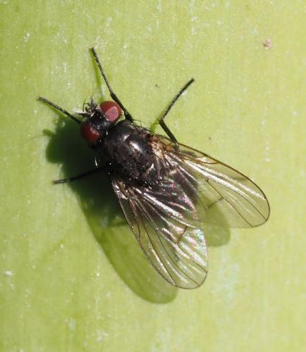 Réf. 245 468 : Hydrotaea sp.